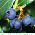 blueberries_on_plant(現採藍莓)