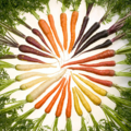 carrots_of_many_colors(諸色胡蘿蔔)