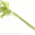 celery(芹菜)