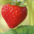 strawberry(草莓)