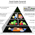 Food_Pyramid(食物金字塔)
