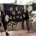 台南柳營八翁酪農專區---八老爺農場 - 5