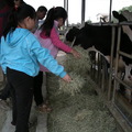台南柳營八翁酪農專區---八老爺農場 - 3