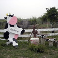 台南柳營八翁酪農專區---八老爺農場 - 1