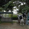 台南柳營八翁酪農專區---八老爺農場 - 4