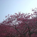 九族櫻花季 - 4