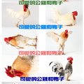 2010-1-15 公雞和鴨子(和過年無相關的作品借放!!) ps.這是從網路上抓的圖