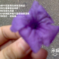 紫牽牛花-2