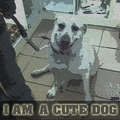 I AM A CUTE DOG