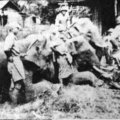 被新一軍俘虜的大象輜重隊，共13頭，其中之一頭就是赫赫有名的「林旺」