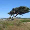 17-Mile Drive 旁近海的一棵樹. 由於長年受海風吹襲. 整棵樹是往另一邊倒的