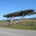 17-Mile Drive 旁近海的怪樹..再照一張留念