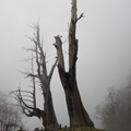 新中橫_玉山 (南投縣信義鄉) 路段_雲霧繚繞中的夫妻樹_2010_1_21