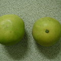 省產葡萄柚-2010-11-2