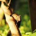 松鼠17-台南市中山公園-2011-6月中旬