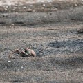 角眼沙蟹６-2011-7-20~21