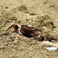 角眼沙蟹２-2011-7-20~21