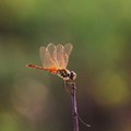 蜻蜓１０-台南市鯤喜灣文化園區-2011-8-25