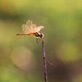 蜻蜓４-台南市鯤喜灣文化園區-2011-8-25