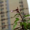 成大醫院圍牆隨拍2-台南市東豐路-2011-12-14~16