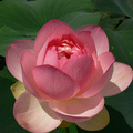 lotus_2