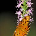 butterfly_f1