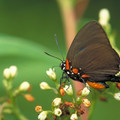 butterfly_f2