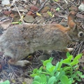 狡兔會吃窩邊草 - 2
