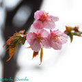 20100313-14拜訪春天百花盛開,百鳥爭鳴,百樹透出嫩芽的鎮西堡