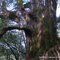 鎮西堡(Cinsbu)泰雅語的意思是「清晨時，太陽第一個照射到的地方(
The Place where the morning sun first shines on )
鎮西堡巨木群(Cinsbu Formosan Cypress Area)是臺灣最大的原始巨木林