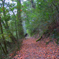 楓,槭,九穹、山漆、薯豆、杜英等變色葉組的紅色地毯步道
