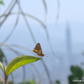 101與停歇在野牡丹葉的台灣黃斑弄蝶( Potanthus confucius)