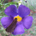 台灣大褐弄蝶與花