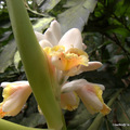 20110501月桃(Alpinia zerumbet )