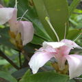 守成滿山紅(Rhododendron mariesii Hemsl. & Wilson)