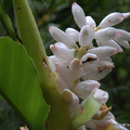 20110501台灣月桃(Alpinia formosana )