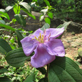 2011五月盛開的花 - 野牡丹