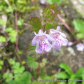 唇形花科(Lamiaceae)連錢草屬(Glechoma)花期 4~5 月。
拍攝於陽明山國家公園大屯山區