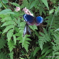 台灣澤蘭,青斑蝶與紫斑蝶
