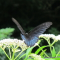 陽明山國家公園六月有許多蜜源植物盛開吸引了許多蝴蝶前來拜訪