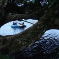 Boat, tree and lake