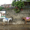 Two horses couldn't hide from rain