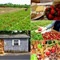 Strawberries picking day...採草莓的日子