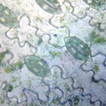 細胞膜小組-* - 1