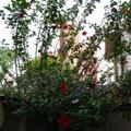 最後那一季盛夏的繁華---悼已冷逝的大紅花樹