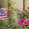 玫瑰與國旗–七月小庭