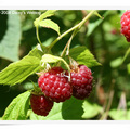 紅覆盆子 (Raspberry)