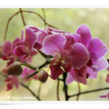 蝴蝶蘭 (Phalaenopsis Orchid)