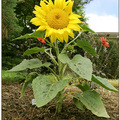 向日葵 (Sunflower “Solita”)