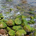 加利利清澈海水和鮮綠的苔石